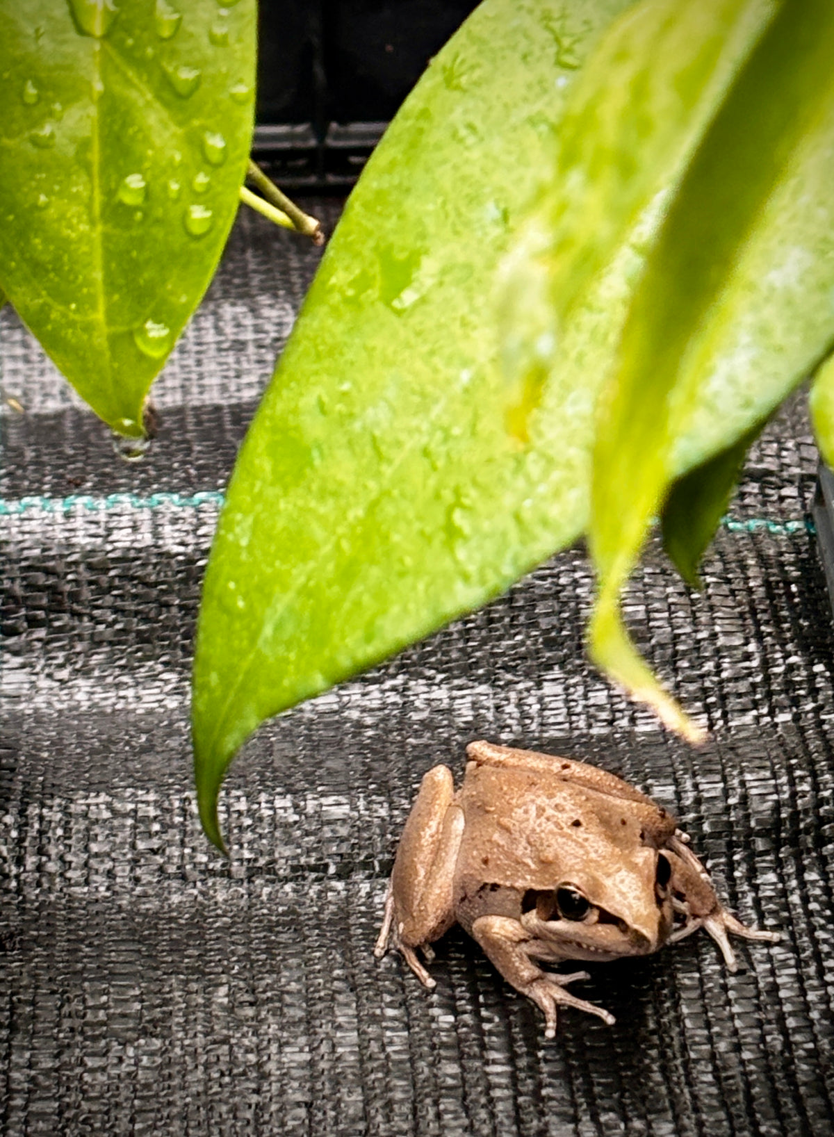 Hoya subcalva IML 0484 H83