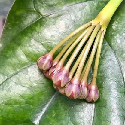 Hoya lasiantha IML 1766 H320