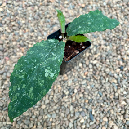 Hoya undulata H393
