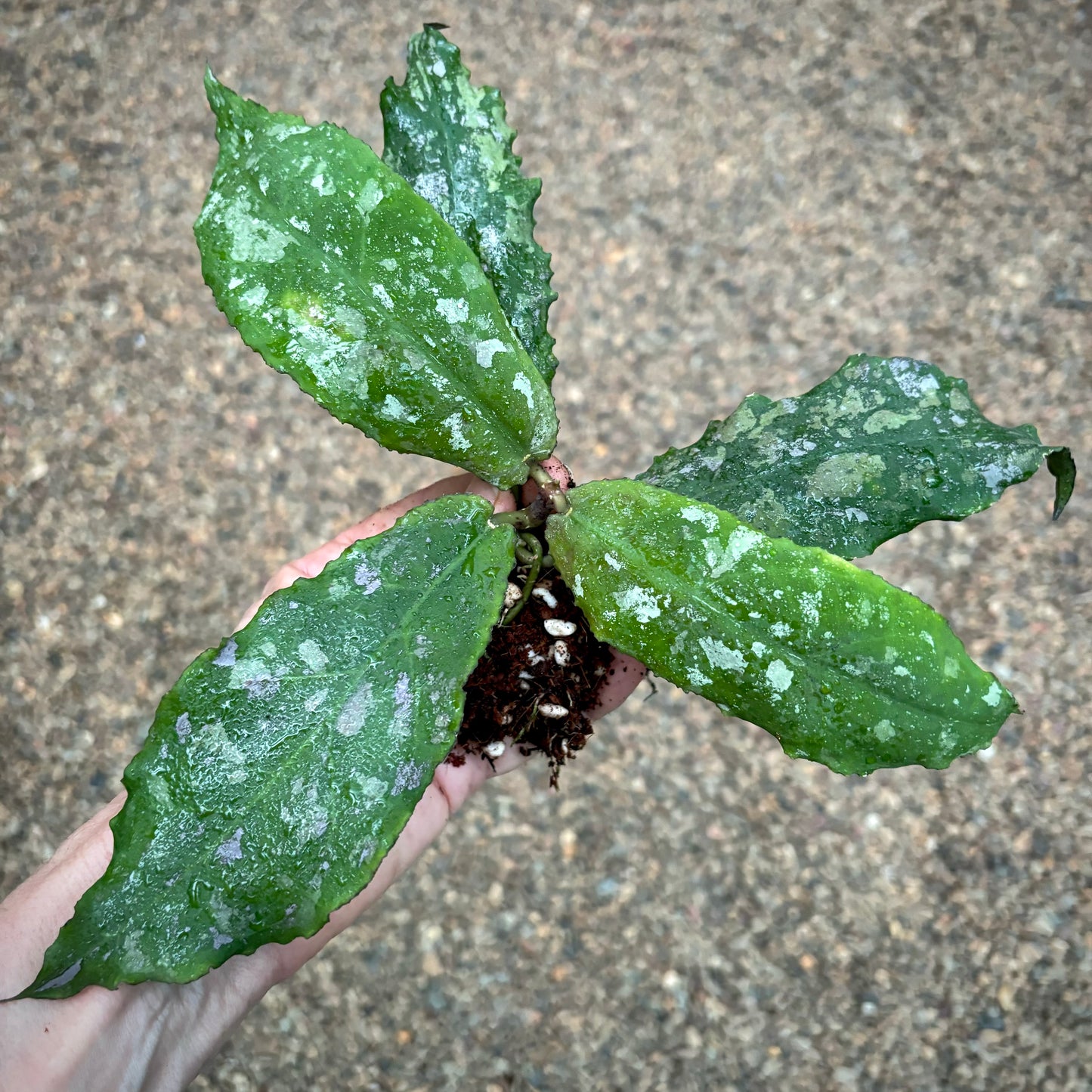 Hoya undulata H393