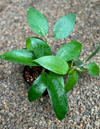 Hoya nicholsoniae Kuranda IML 0039 H72