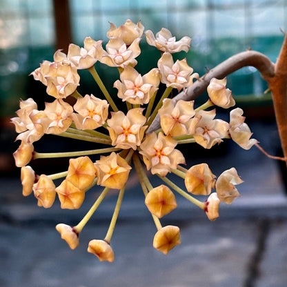 Hoya loyceandrewsiana H153