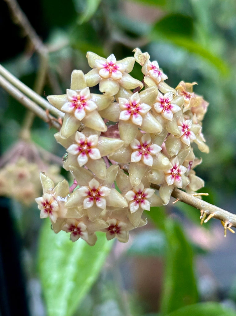 Hoya limoniaca IML 0092 H253