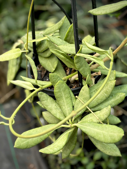 Hoya australis ssp. rupicola IML 1754 H198
