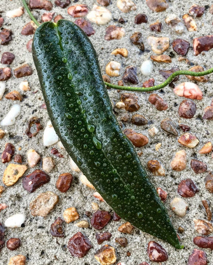 Hoya archboldiana H41