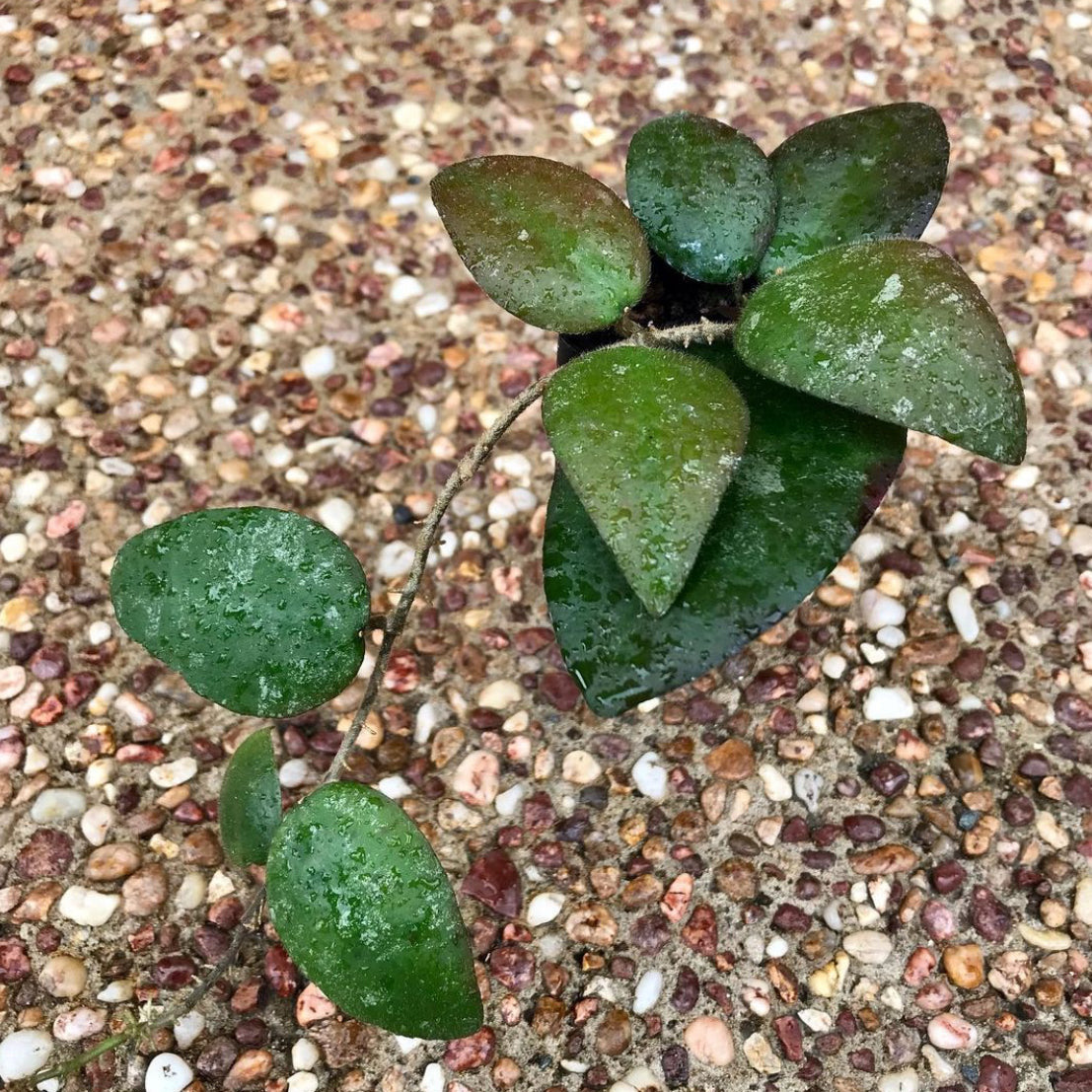 Hoya caudata Tioman Is. IML 1687 H51