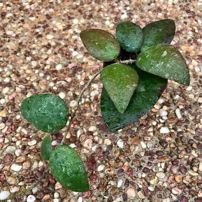 Hoya caudata Tioman Is. IML 1687 H51