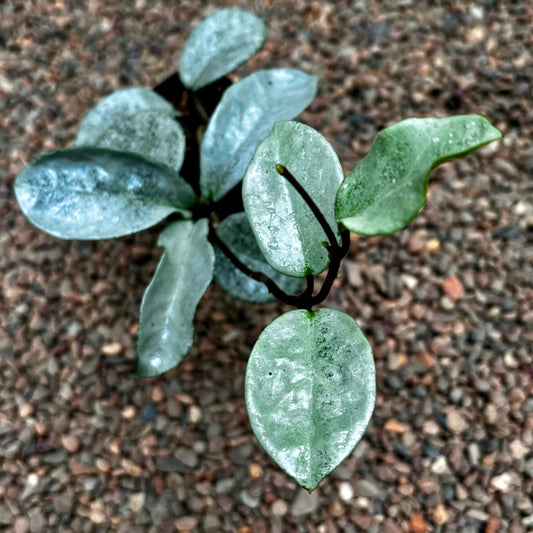 Hoya carnosa 'Nova Ghost' H479