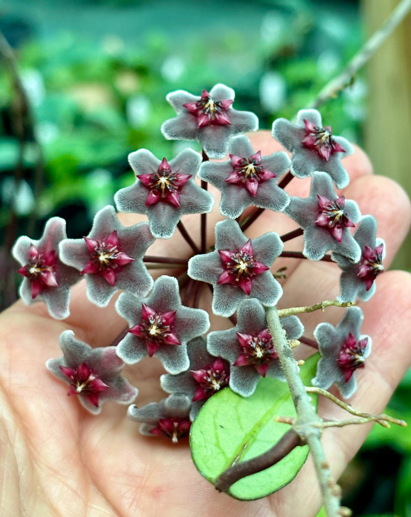 Hoya pubicalyx ‘Red Buttons’ IML 0268 H323