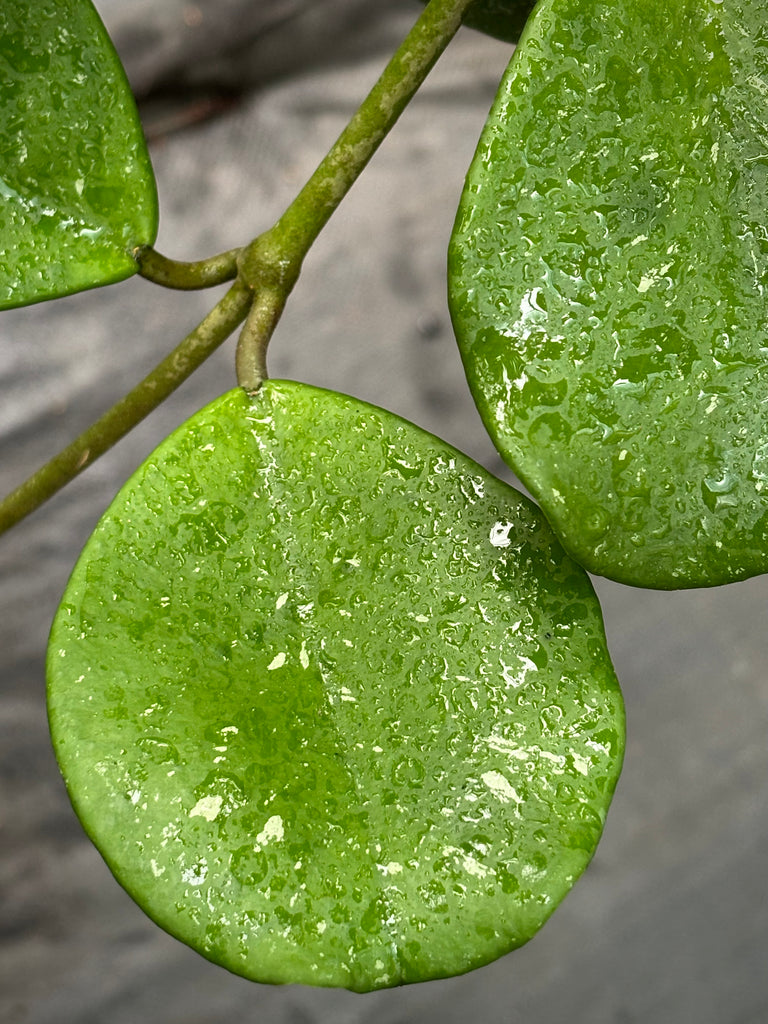 Hoya obovata H18