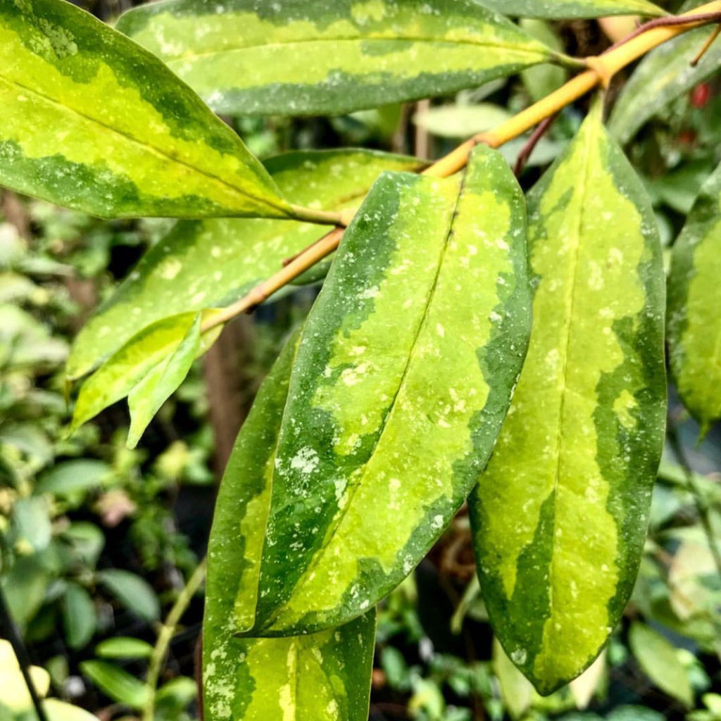 Hoya multiflora variegata H182