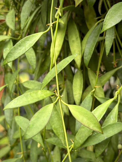 Hoya tsangii H7