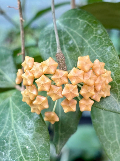 Hoya fitchii IML 1683 H234