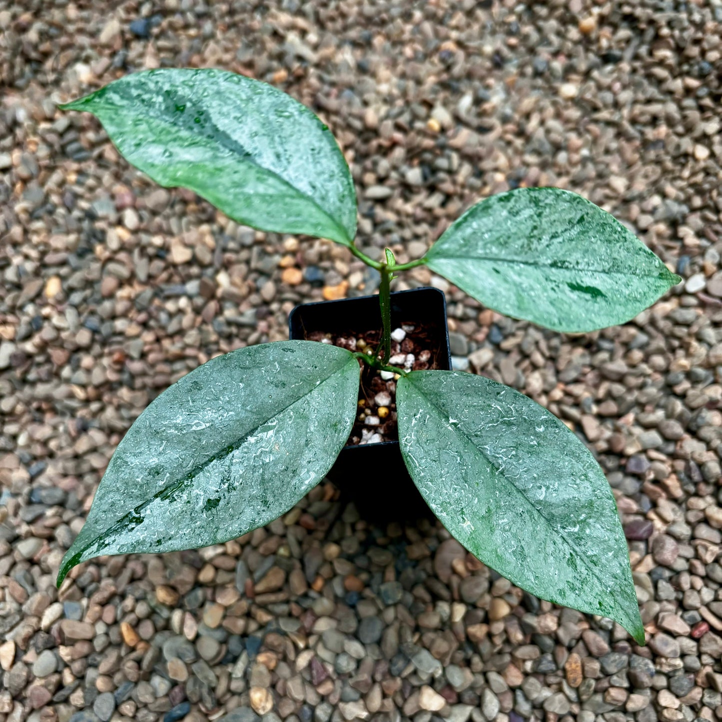 Hoya coriacea (silver) H454