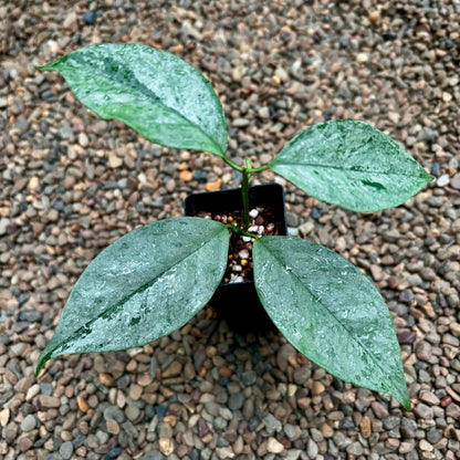 Hoya coriacea (silver) H454