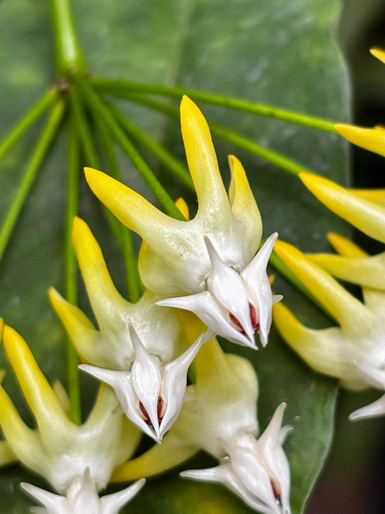 Hoya multiflora H16