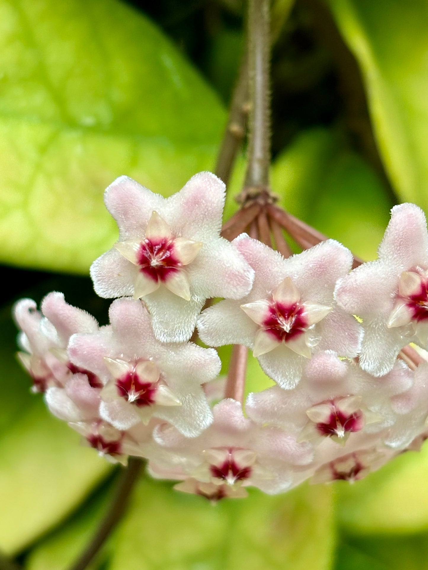 Hoya carnosa H8