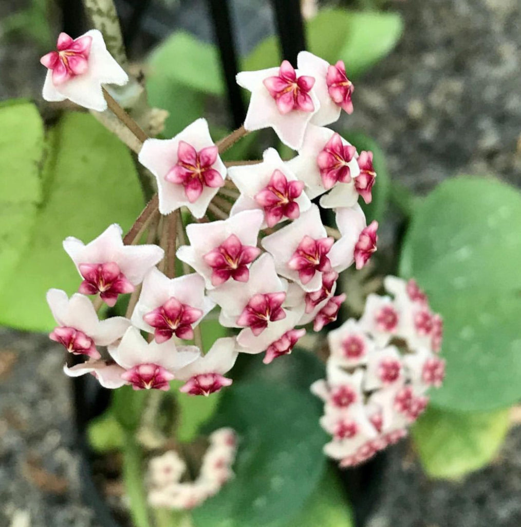 Hoya obovata H18