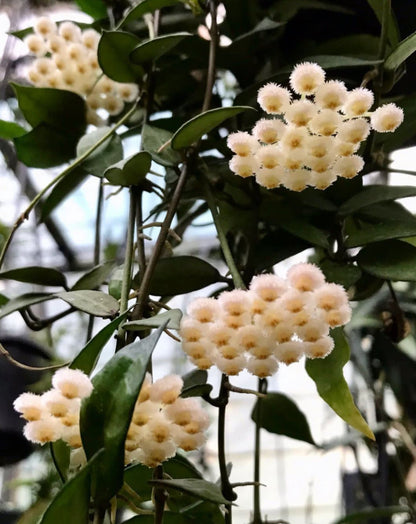Hoya lacunosa H13