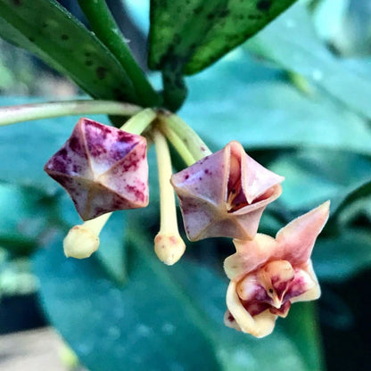 Hoya lobbii 'orange'  IML 1524 H245