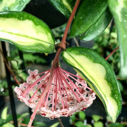 Hoya carnosa 'Krimson Princess' H9