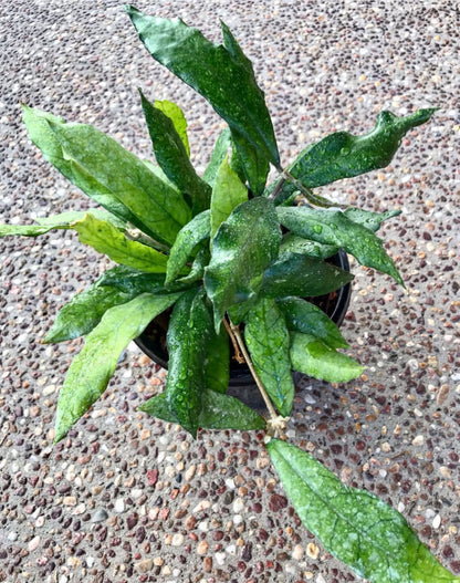 Hoya sp. Malaysia IML 1400 H134