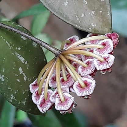 Hoya memoria IML 0107 H109