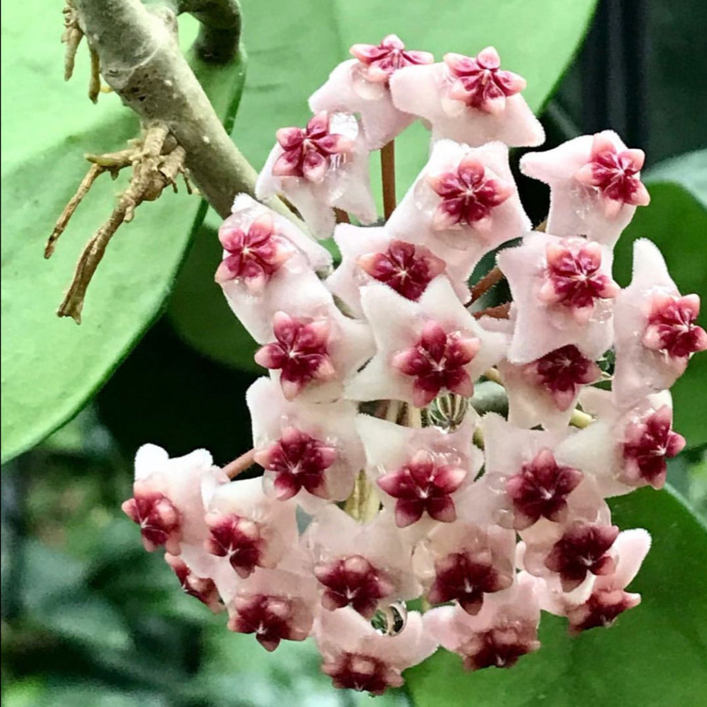 Hoya obovata H18