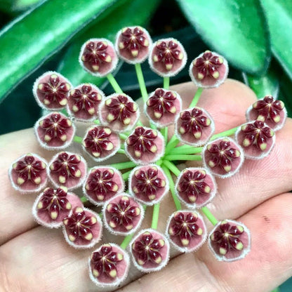 Hoya wayetii IML 1540 H89