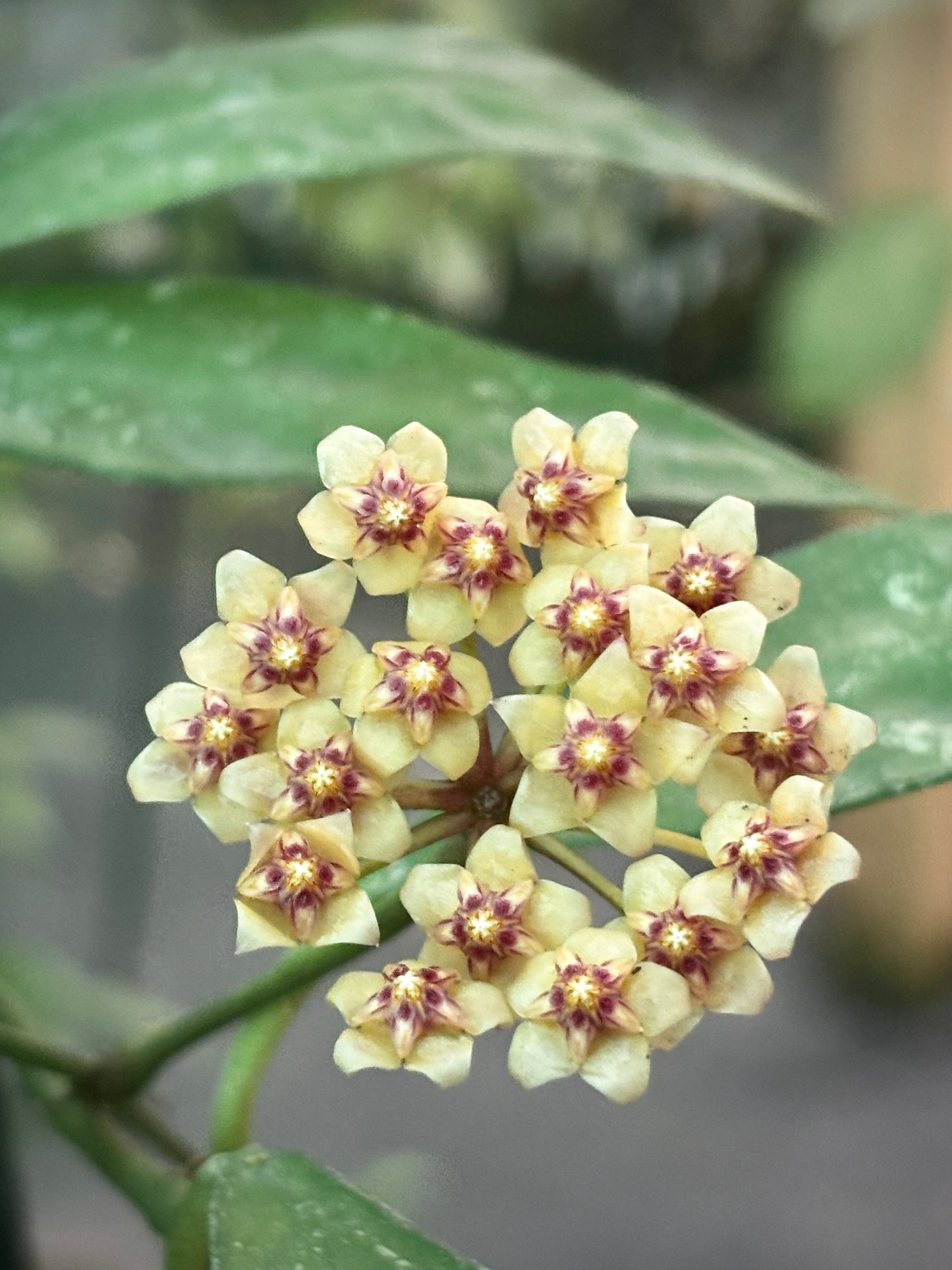 Hoya aff. plicata Malay Peninsula IML 1566 H313