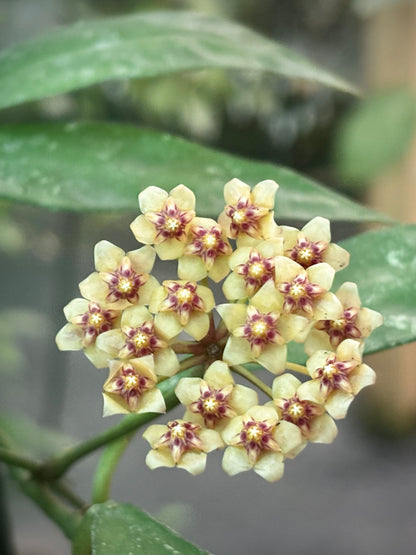 Hoya aff. plicata Malay Peninsula IML 1566 H313