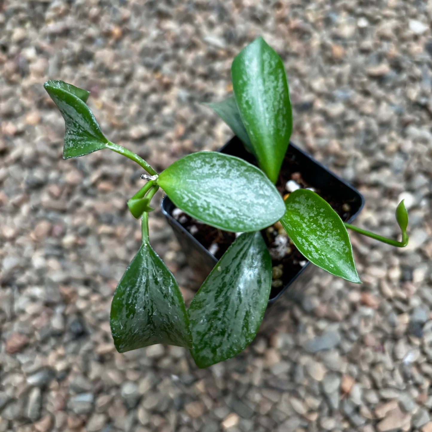 Hoya collina IML 1187 H226