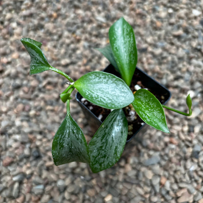 Hoya collina IML 1187 H226