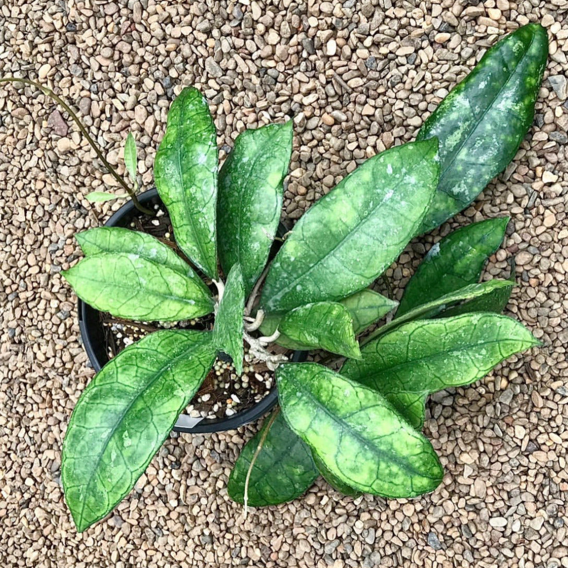 Hoya sp. Thailand IML 1398 H133
