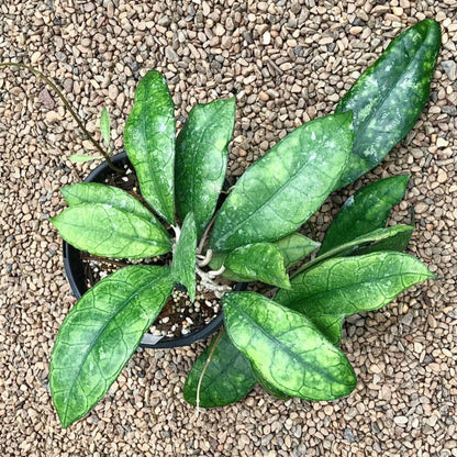 Hoya sp. Thailand IML 1398 H133