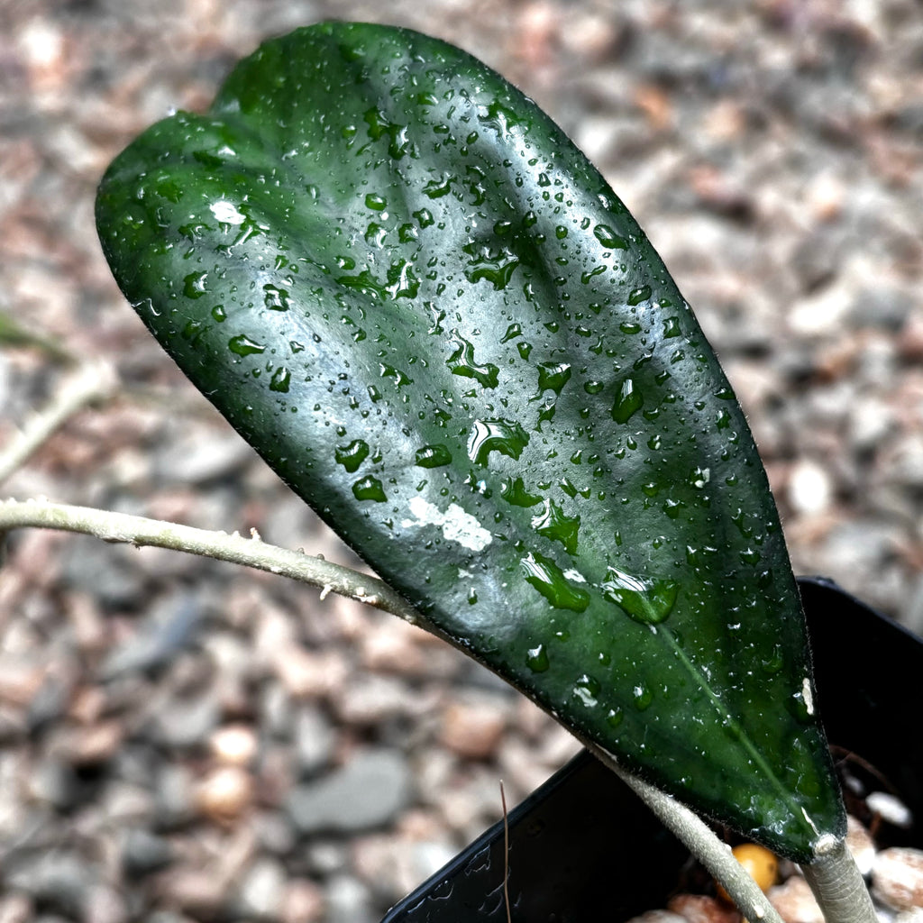 Hoya sp. Taggamus Indonesia H453