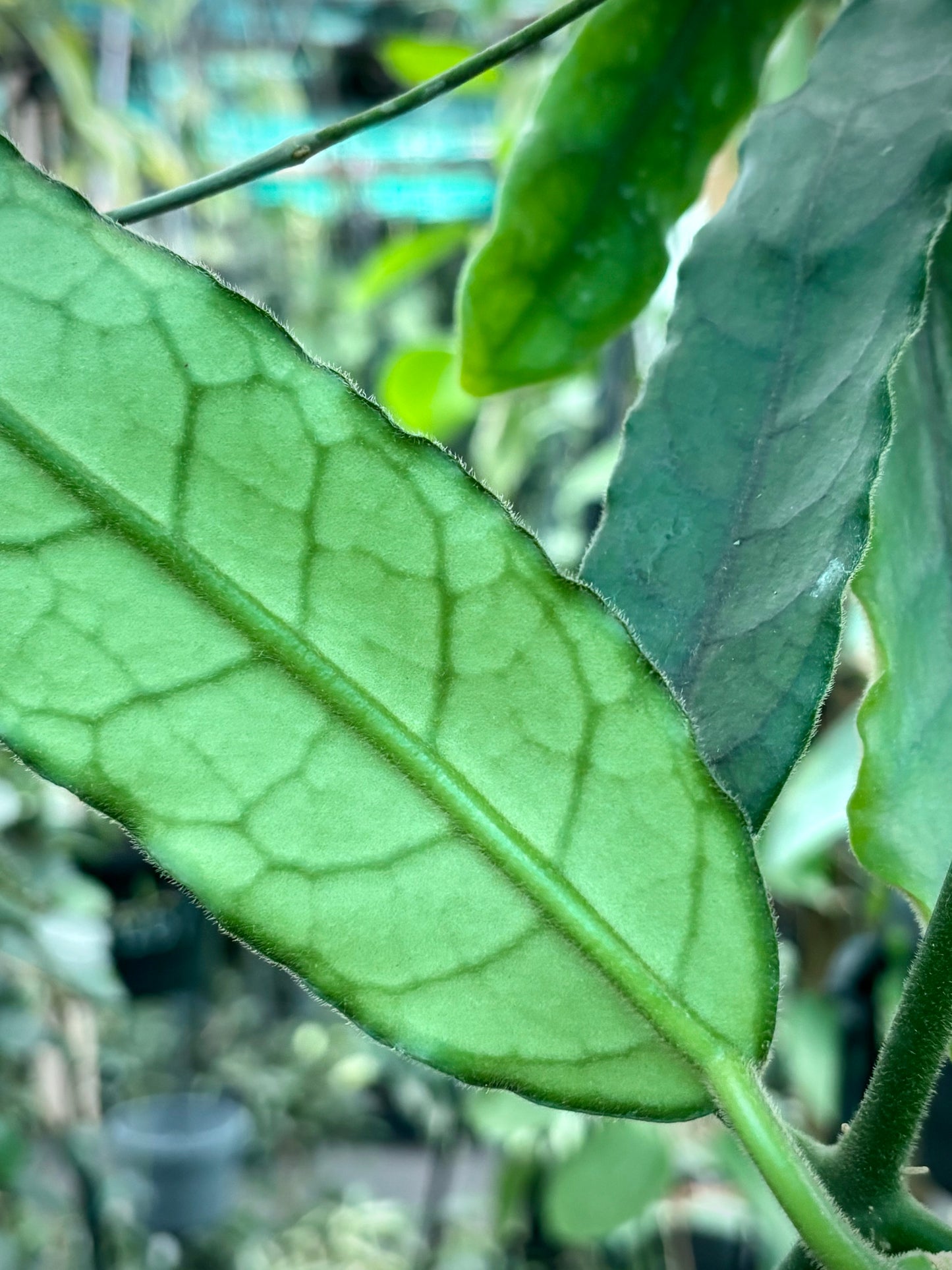 Hoya villosa H268