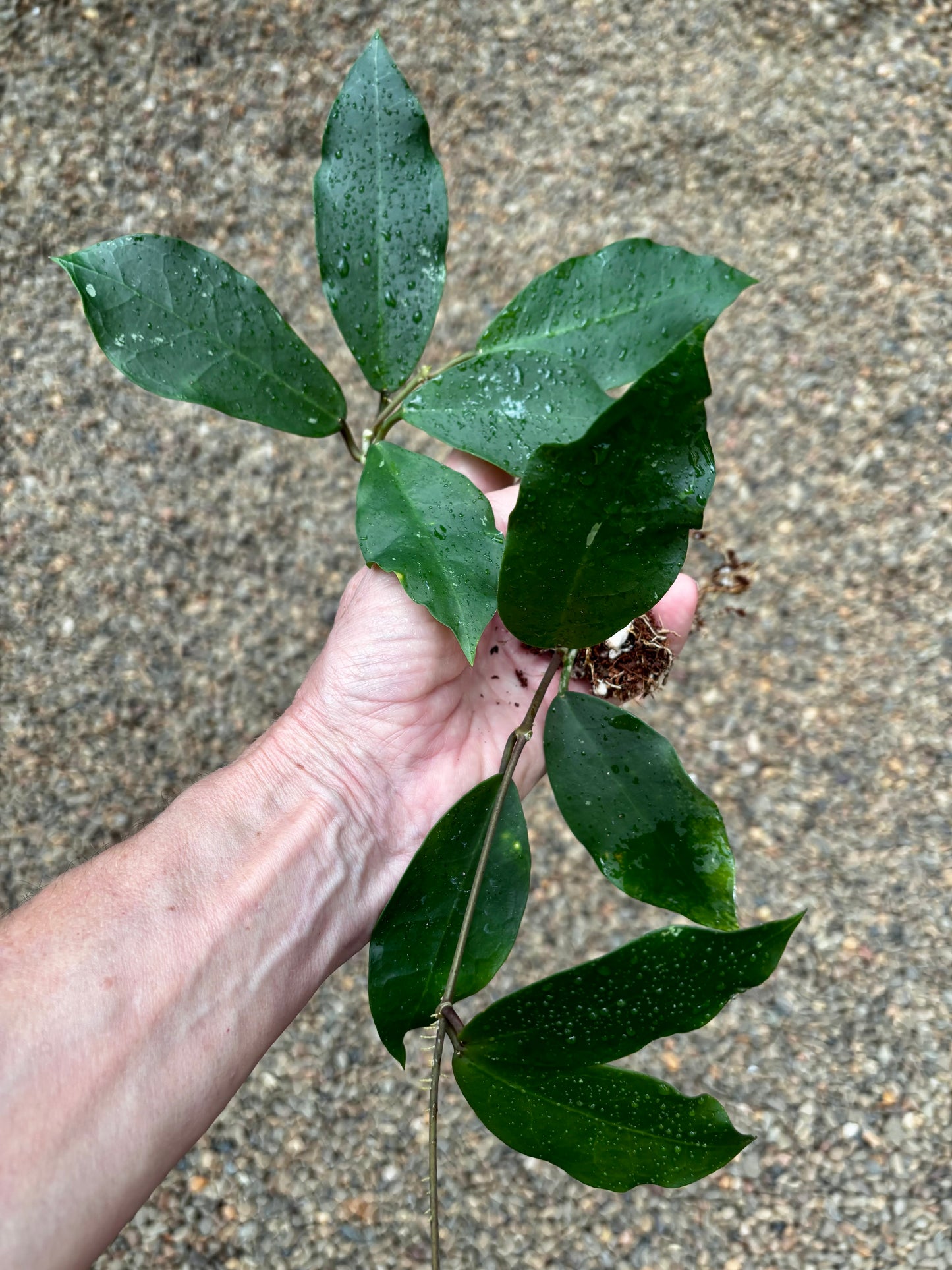 Hoya 'Patricia' H396