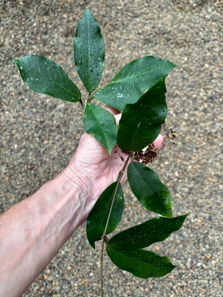 Hoya 'Patricia' H396