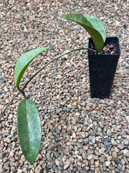 Hoya 'Silver Dollar' H484