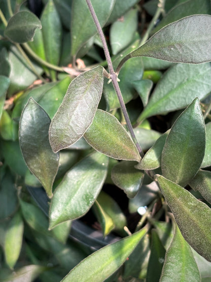 Hoya burtoniae IML 0724 H95