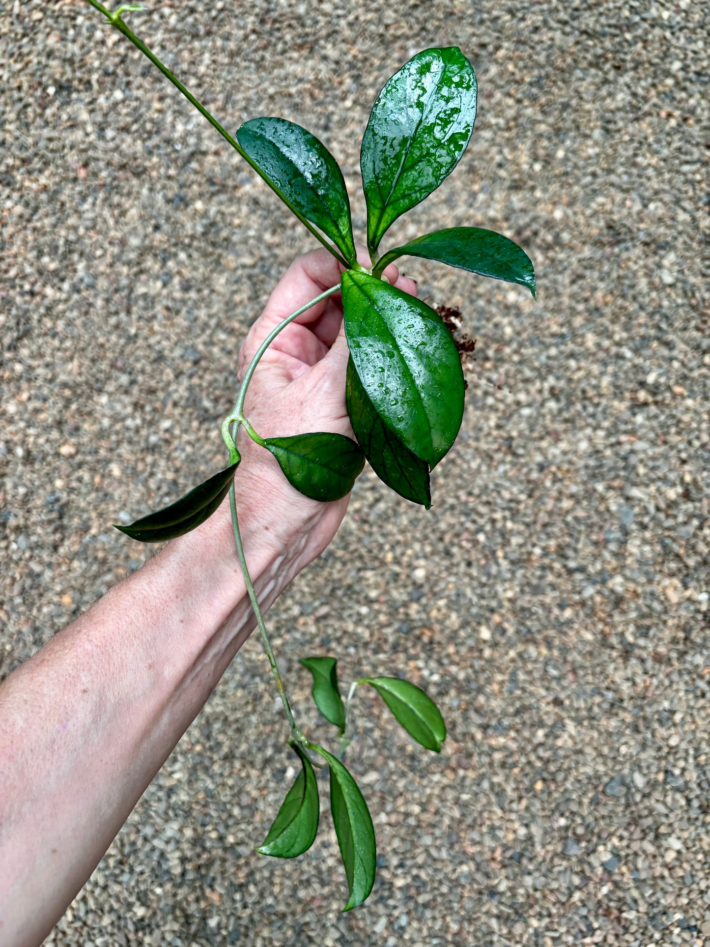 Hoya hainanensis H341