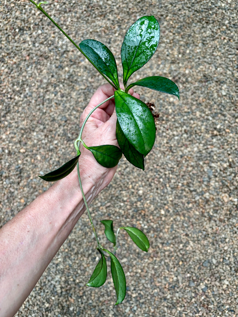 Hoya hainanensis H341