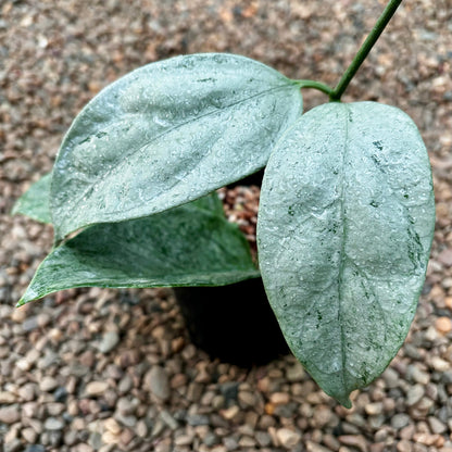 Hoya coriacea (silver) H454