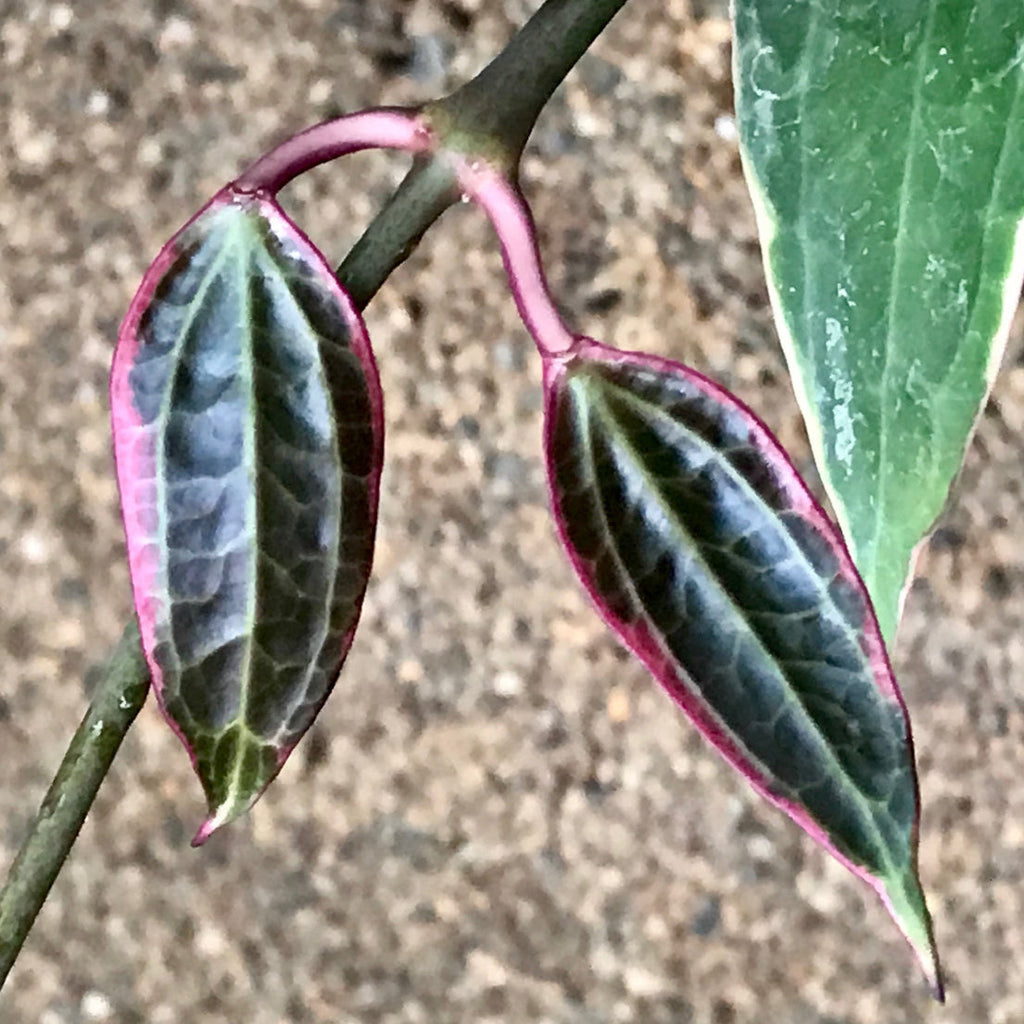 Hoya latifolia albomarginata IML 1622 H157