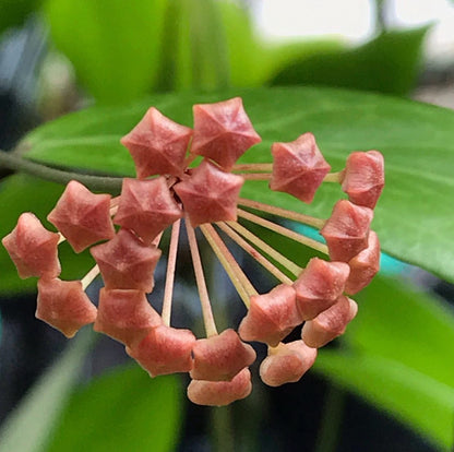 Hoya camphorifolia H147