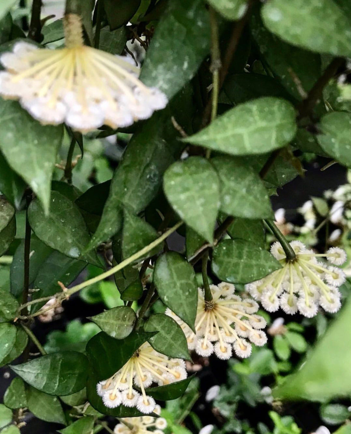 Hoya lacunosa H13