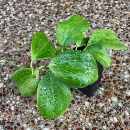 Hoya fischeriana IML 1289 H233