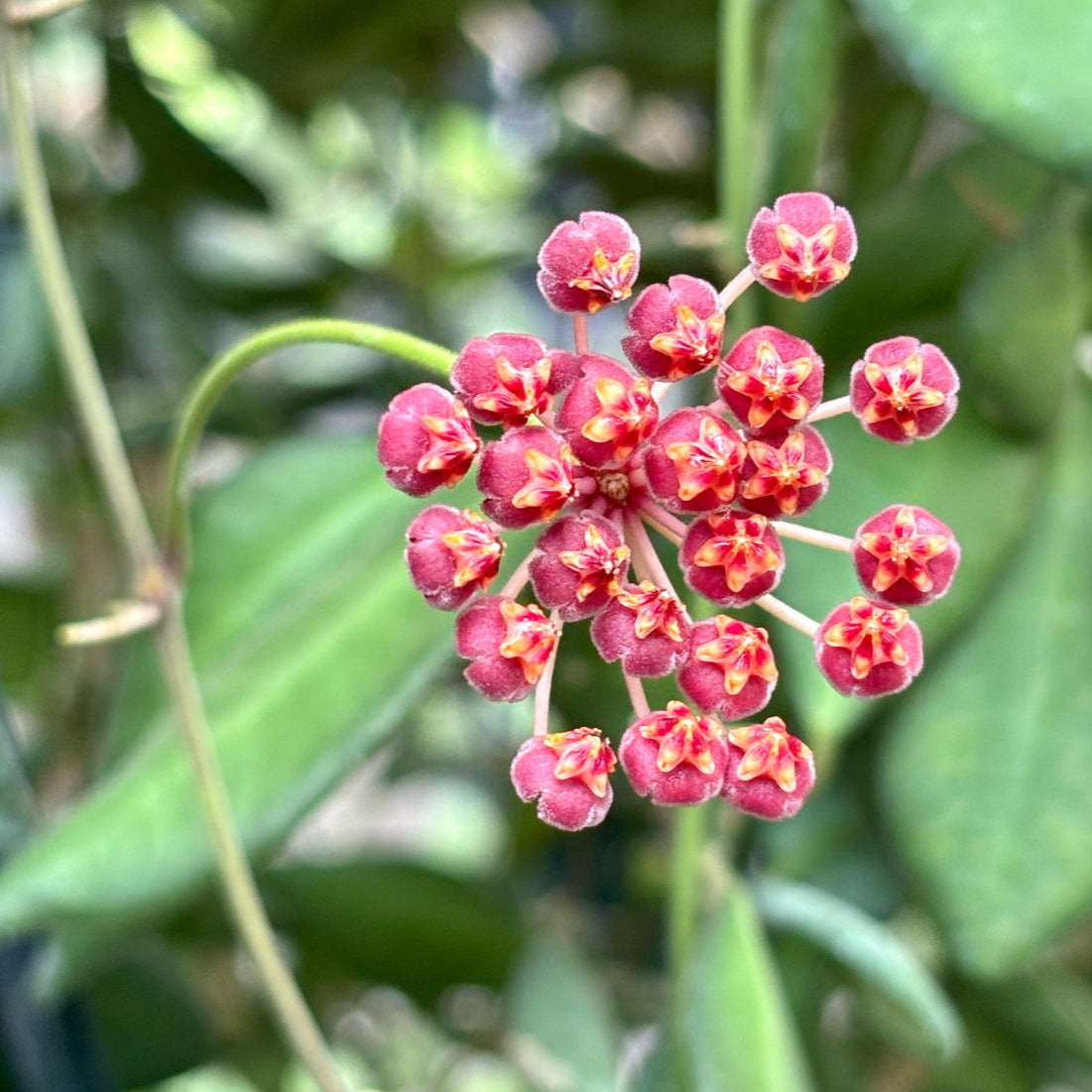 Hoya sp. aff. burtoniae H191