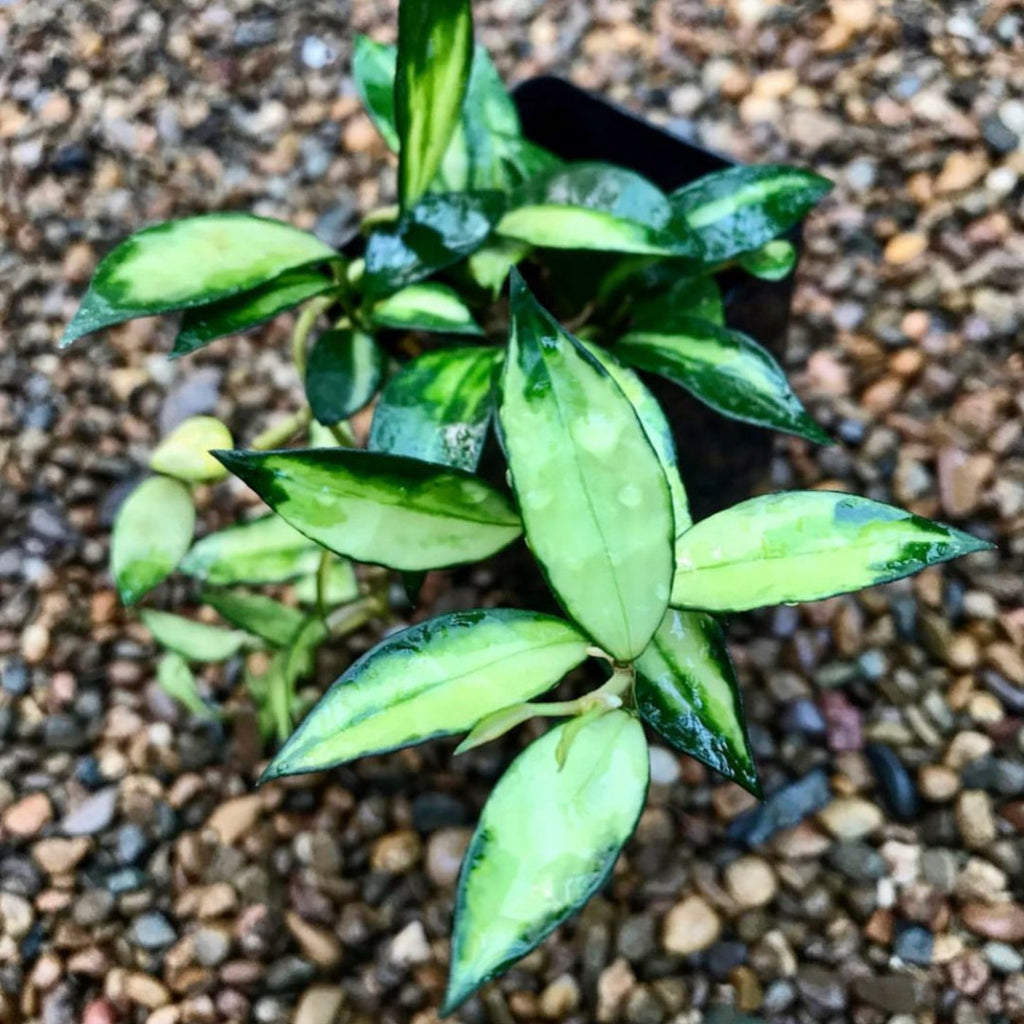 Hoya lacunosa (variegata) H386